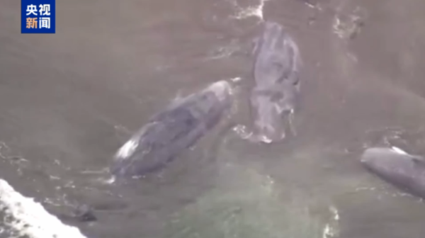 散户配资 日本千叶县海岸多头鲸搁浅 警方称与海啸无关_大皖新闻 | 安徽网